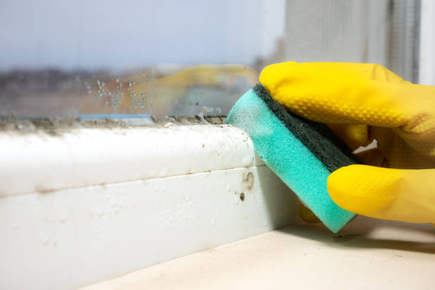 Why You Should Choose Our Mold Remediation Services in Elizabeth Lake, CA